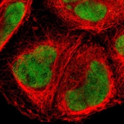 FOXJ2 Antibody, Novus Biologicals 25 &mu;L; Unlabeled:Antibodies, Polyclonal